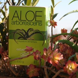 Aloe Arborescens – VASO DA 830 GR