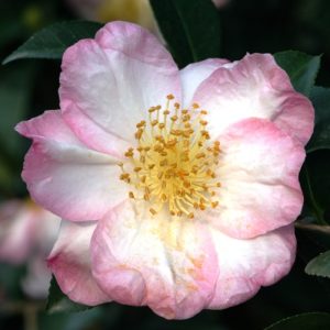 Apple Blossom