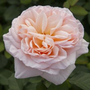 Belle Romantica