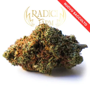 Radici Farm Shop | Amnesia Haze – Cannabis Light