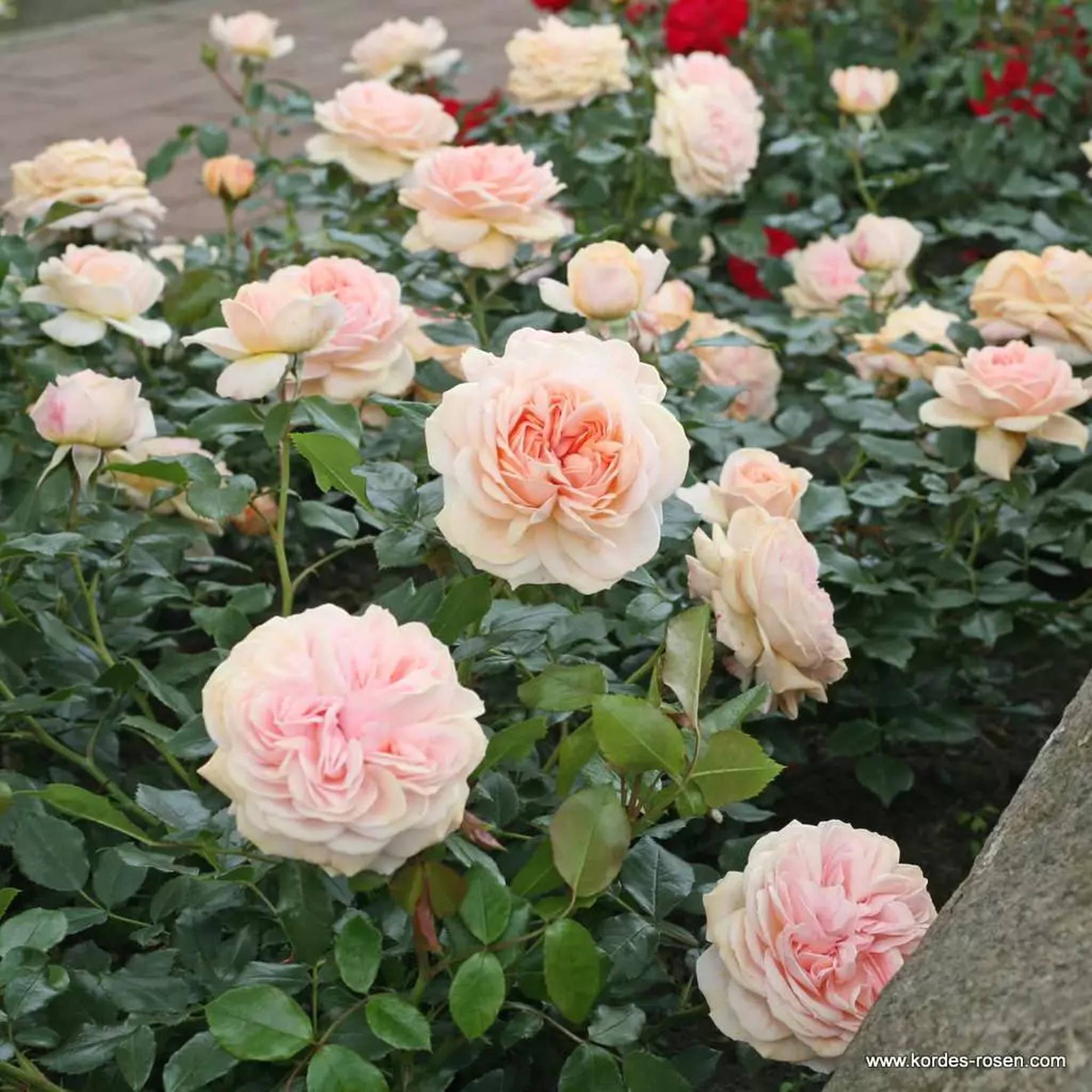 Garden of Roses - immagine 2