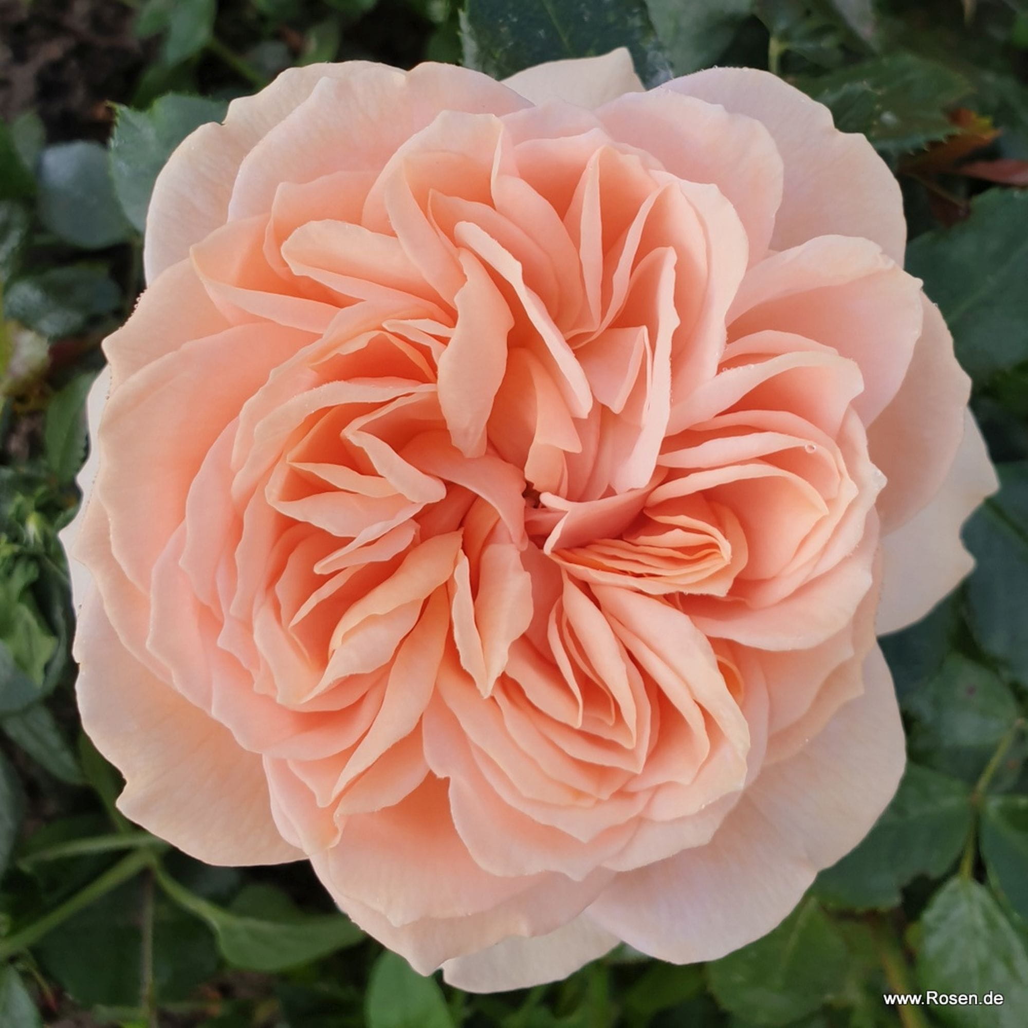 Garden of Roses