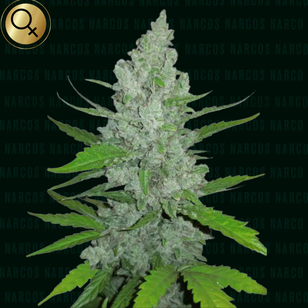 Narcos Seeds | NARCOS Griselda White Widow - immagine 2
