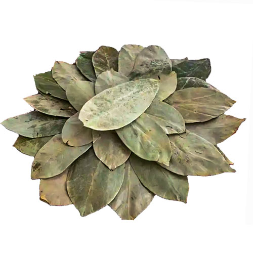 Psychoactive Herbs | Annona muricata Graviola Soursop