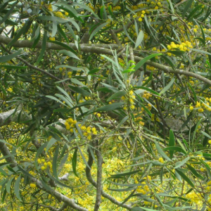 Psychoactive Herbs | Acacia Confusa 500 seeds  petit feuille