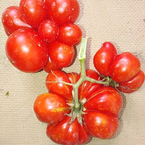 Pomodoro del viandante