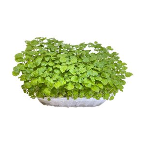 Lemon Balm