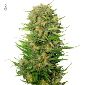Choco Kush Autofiorente