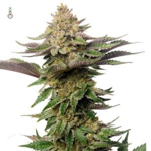Amsterdam Genetics | Strawberry Glue