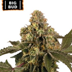 Seed Stockers | Big Bud Auto
