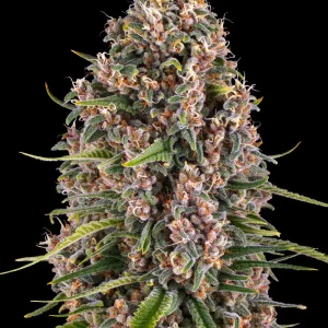 Blue Cheese Strain