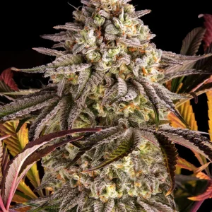 Blue Sunset Sherbert Strain