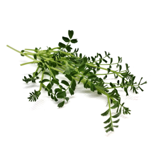 Chickpea