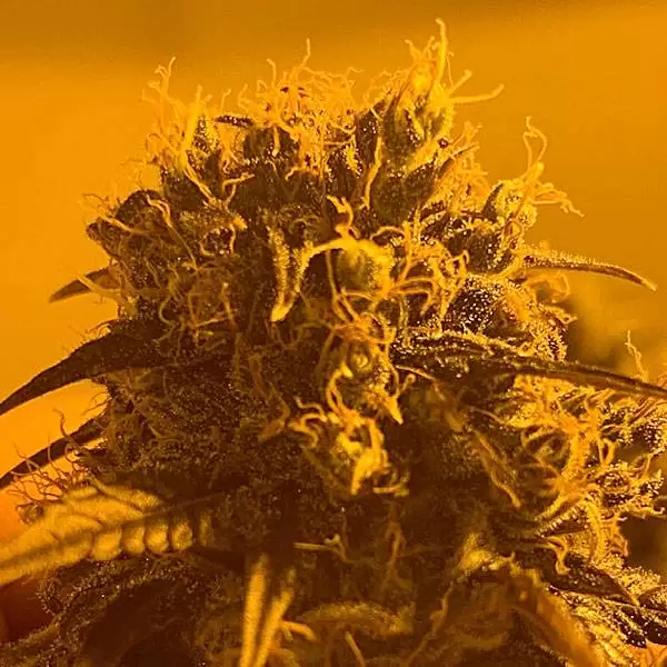 Canapa Light Blue | Tutti Frutti CBD – Indoor - immagine 4