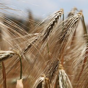 Cucinare gluten free