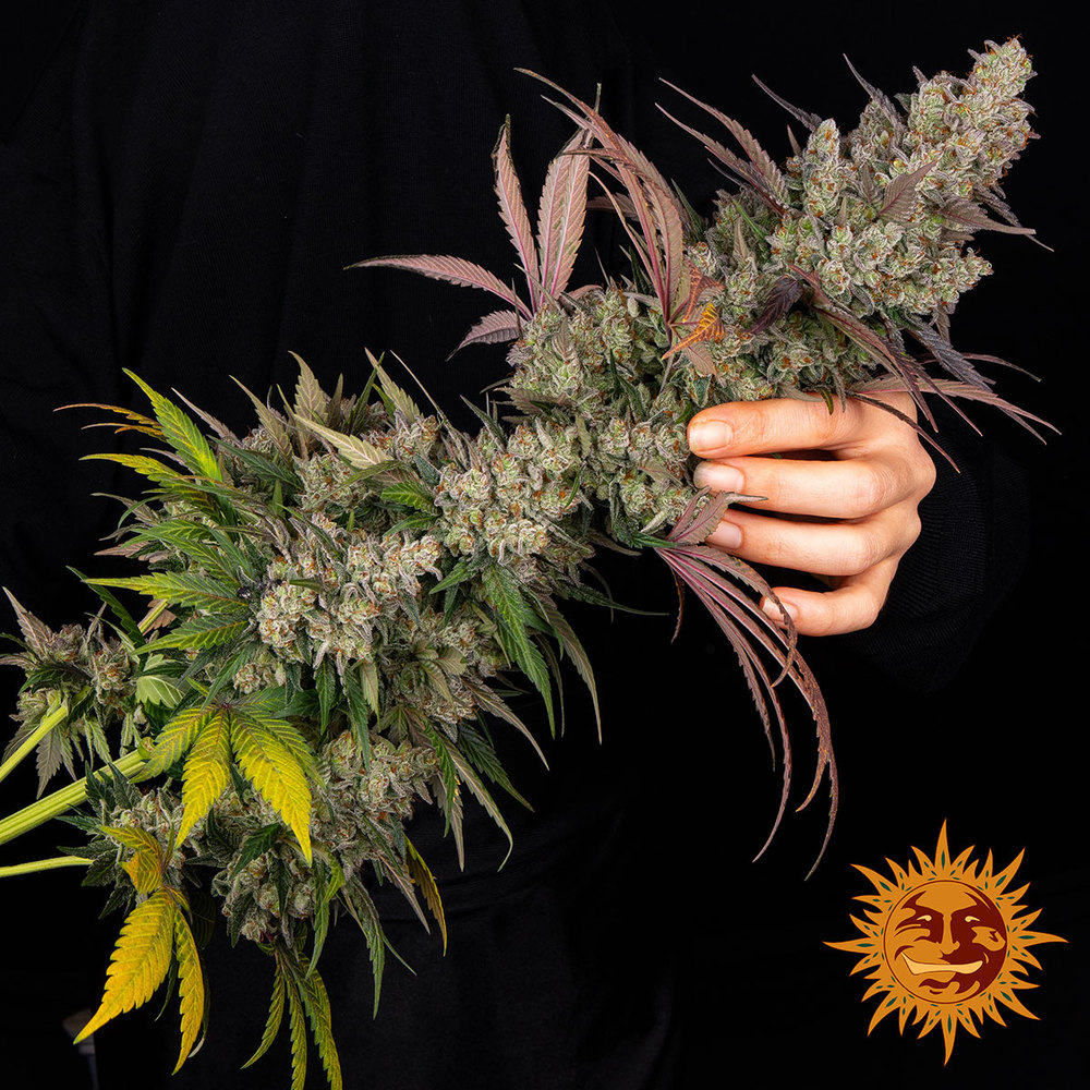 Kush Mintz Strain 3 Semi - immagine 2