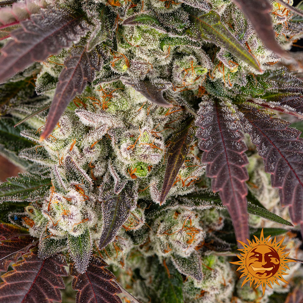 Kush Mintz Strain 3 Semi - immagine 4