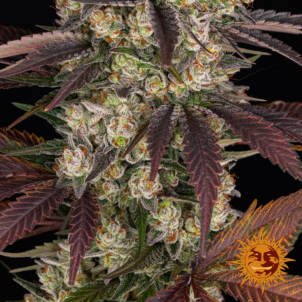 Kush Mintz Strain 3 Semi - immagine 5