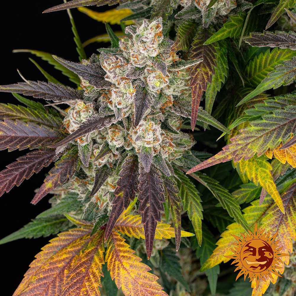 Kush Mintz Strain 3 Semi - immagine 6