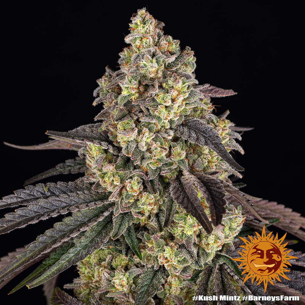 Kush Mintz Strain 3 Semi - immagine 7