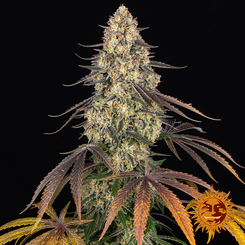 Kush Mintz Strain 3 Semi - immagine 8