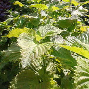 Perilla frutescens varietà Virdifolia (shiso verde)