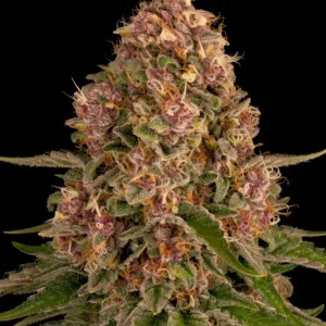 Pink Kush Strain