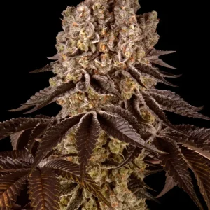 Purple Punch Strain