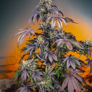 Sweet Seeds | Red Gorilla Girl XL Auto®