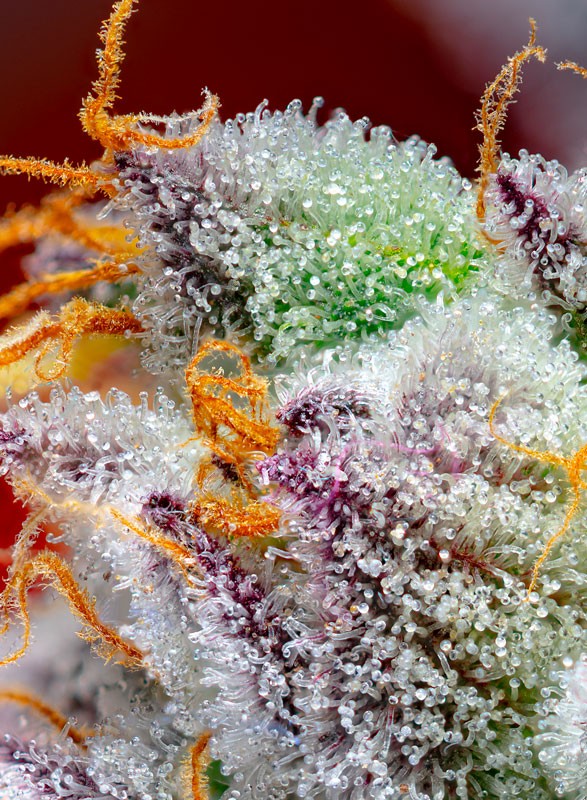 Sweet Seeds | Red Gorilla Girl XL Auto® - immagine 2