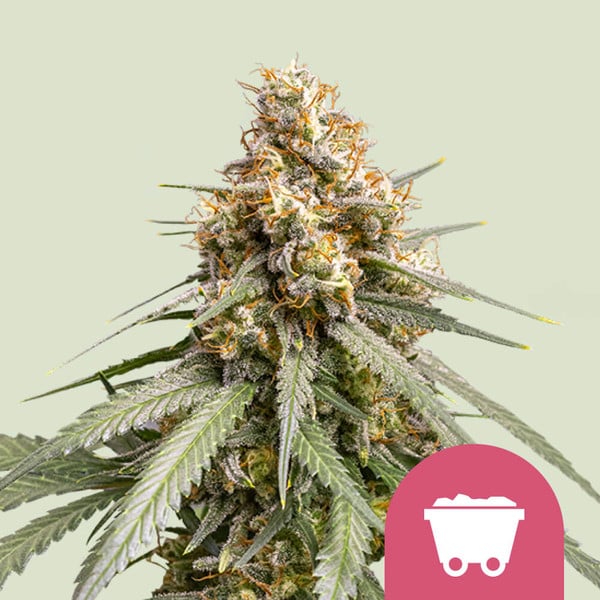 Royal Queen Seeds | Shining Silver Haze