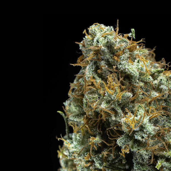Royal Queen Seeds | Shining Silver Haze - immagine 3