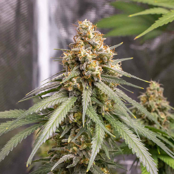 Royal Queen Seeds | Shining Silver Haze - immagine 4