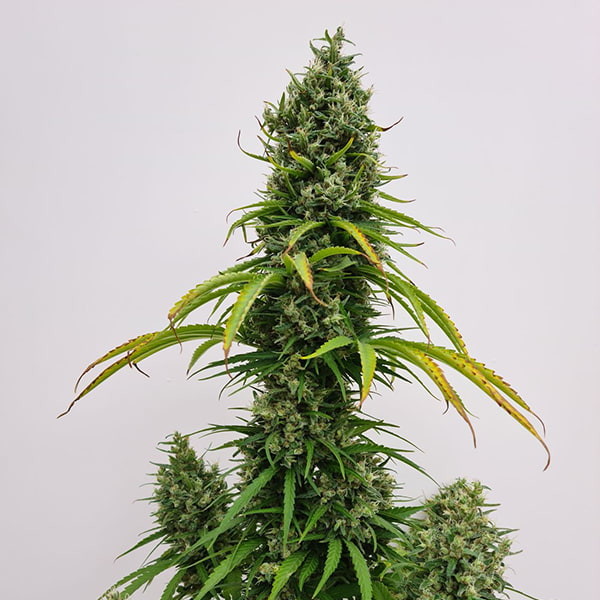 Royal Queen Seeds | Shining Silver Haze Regular - immagine 2