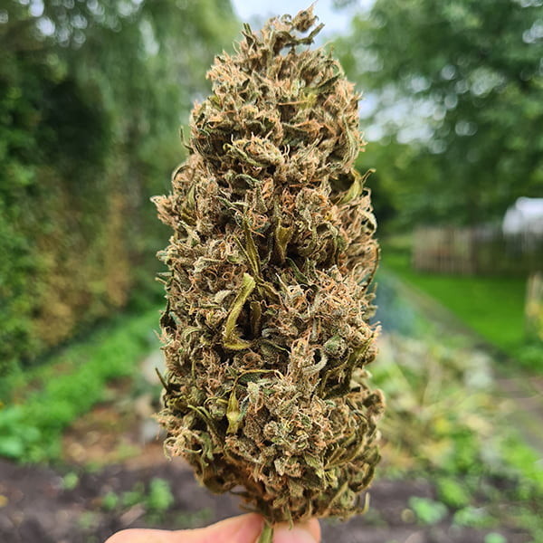 Royal Queen Seeds | Shining Silver Haze Regular - immagine 5