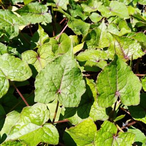 FAGOPYRUM CYMOSUM ( albero degli spinaci) un