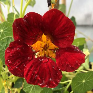 Tropaeolum majus, Nasturzio, cappuccina