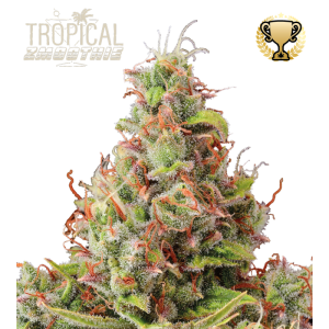 Seed Stockers | Tropical Zmoothie Auto