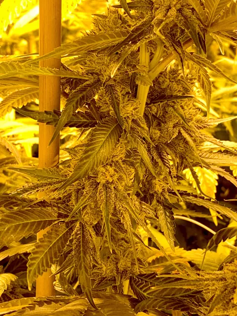 Canapa Light Blue | Tutti Frutti CBD – Indoor - immagine 5
