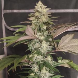 Ace Seeds | ErdPurt x PCK Regolare 10 Semi