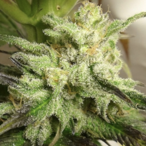 Ace Seeds | Kali China Femminizzata