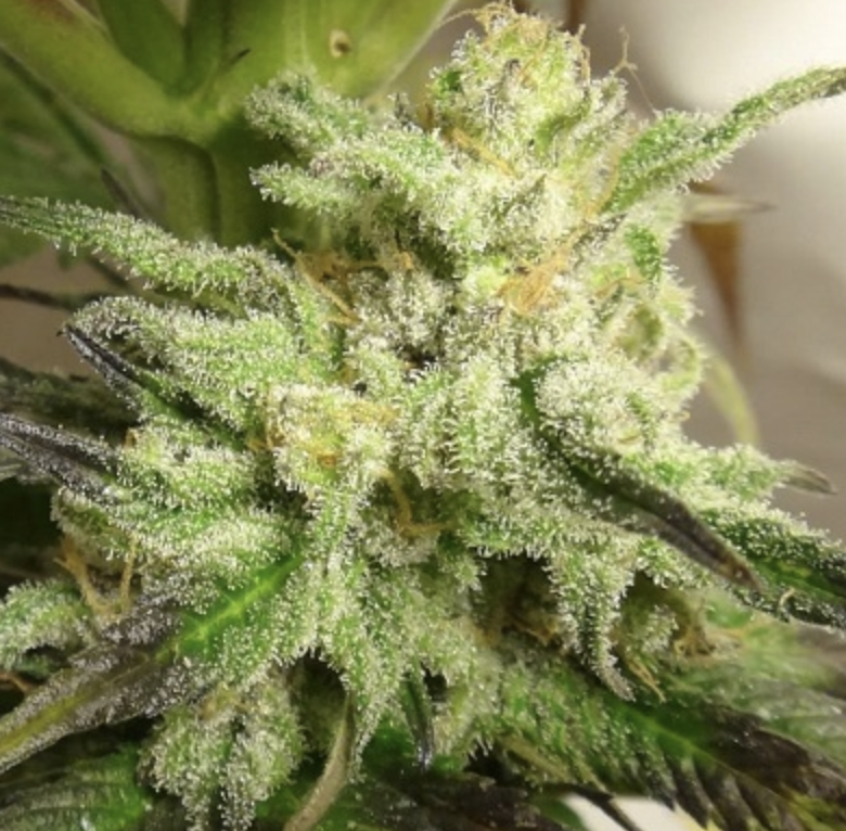 Ace Seeds | Kali China Femminizzata