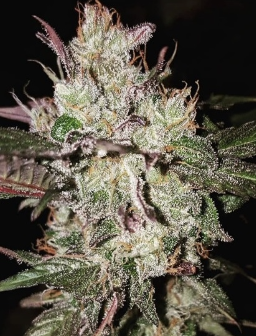 Ace Seeds | Kali China Femminizzata - immagine 2