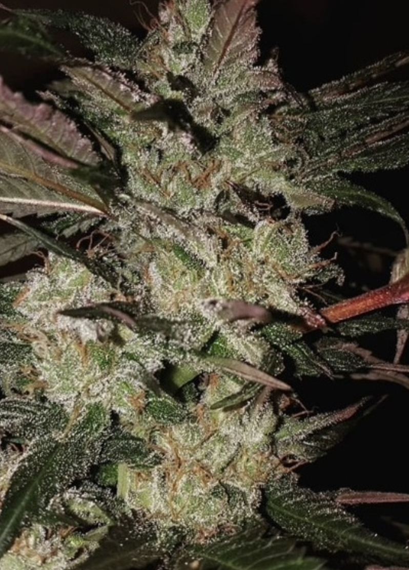 Ace Seeds | Kali China Femminizzata - immagine 3