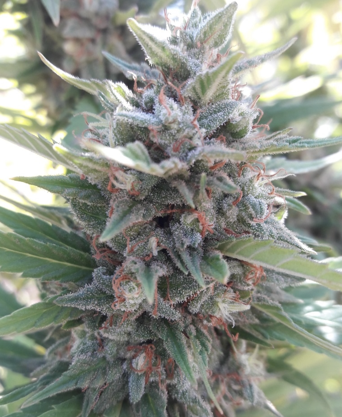 Ace Seeds | Kali China Femminizzata - immagine 4