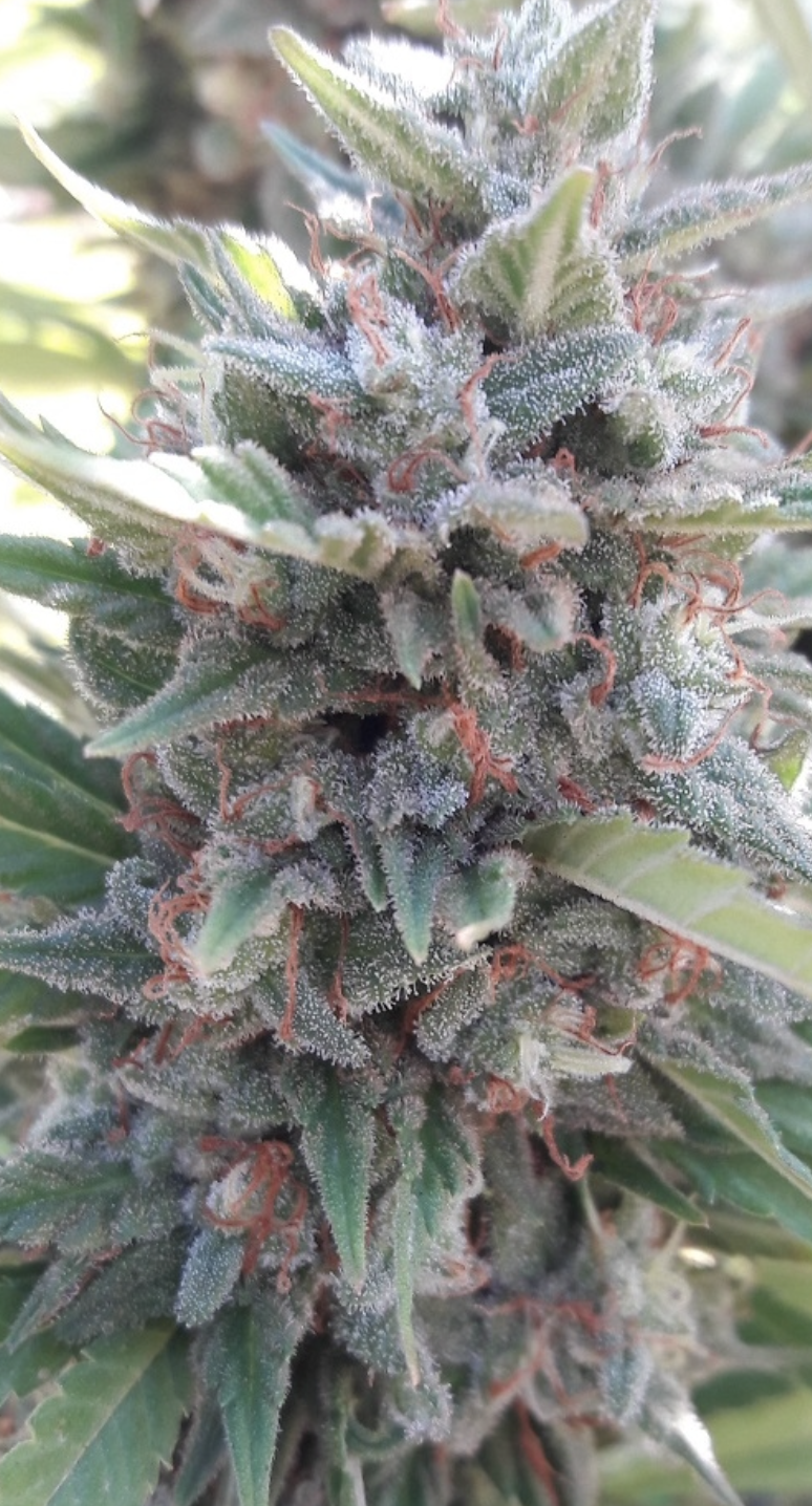 Ace Seeds | Kali China Femminizzata - immagine 5