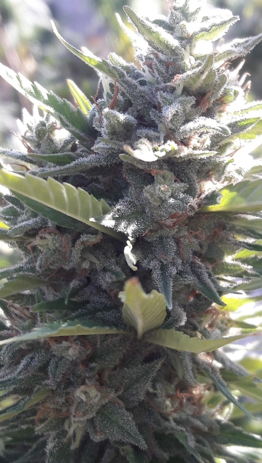 Ace Seeds | Kali China Femminizzata - immagine 6