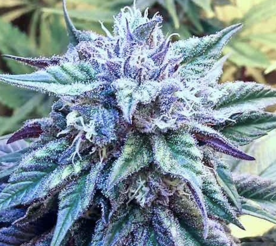 Ace Seeds | Kali China Femminizzata - immagine 7
