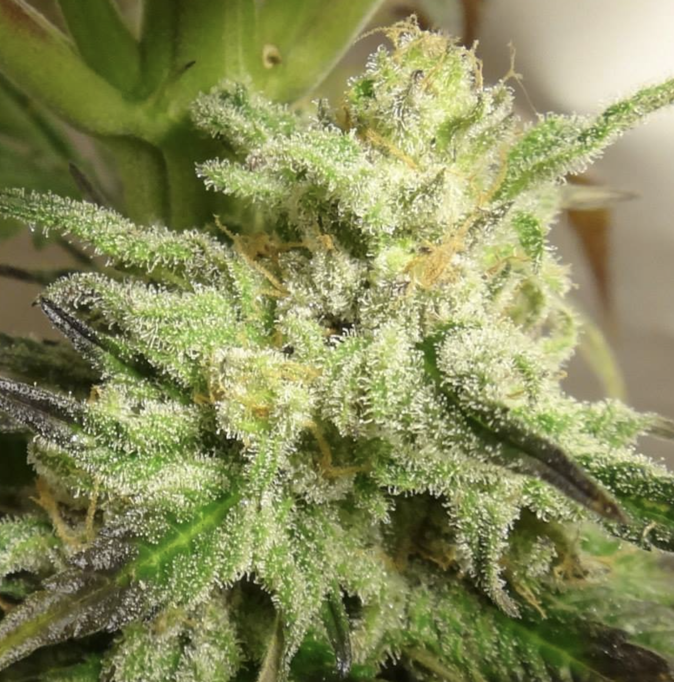 Ace Seeds | Kali China Femminizzata - immagine 8