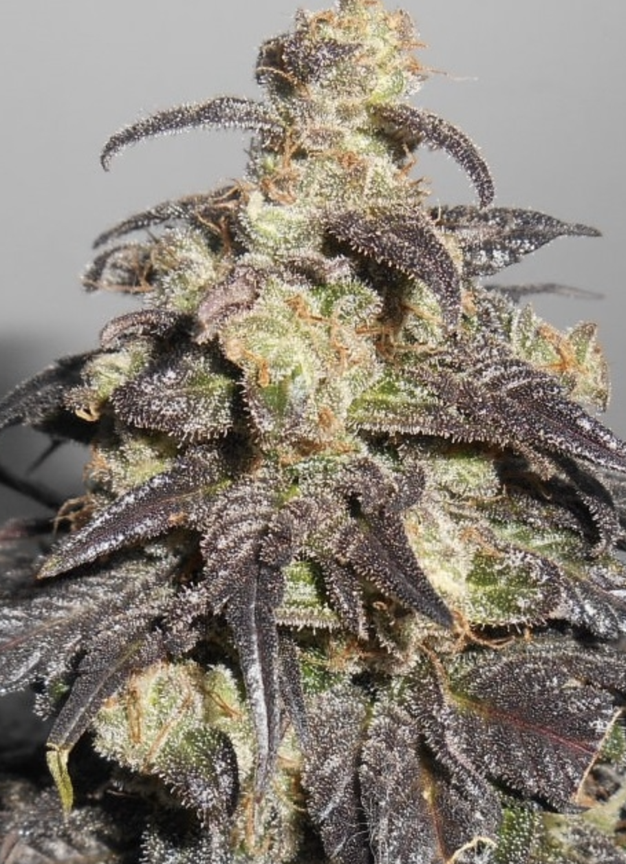 Ace Seeds | Kali China Femminizzata - immagine 9